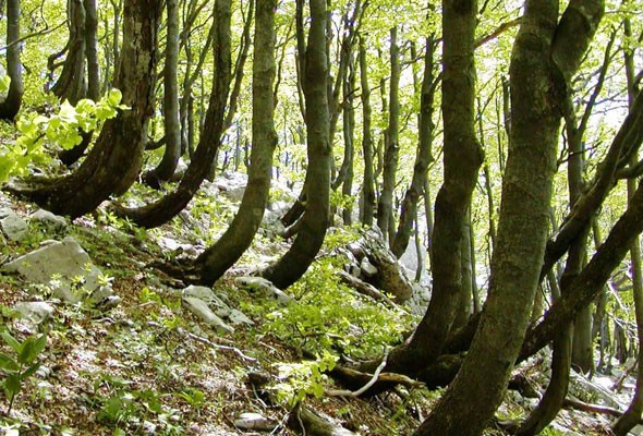 Ancient-and-Primeval-Beech-forests-of-the-Carpathians-and-Other-Regions-of-Europe.-