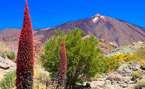 Parque Nacional del Teide 1 Tenerife