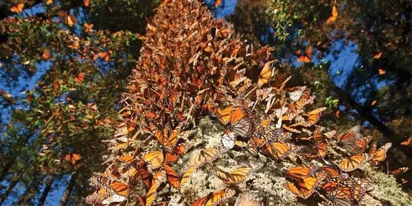 Reserva mariposa monarca 1Patrimonio humanidad virgen guadalupe