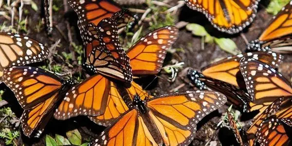 Reserva mariposa monarca 1Patrimonio humanidad virgen guadalupe